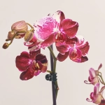 Зображення товару Фаленопсис 3ст. мікс, артикул: 23152