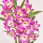 Зображення товару Дендробіум Нобіле мікс 1ст., артикул: 51041