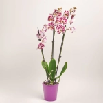 Зображення товару Фаленопсис в Кашпо Сет 427, артикул: 55485