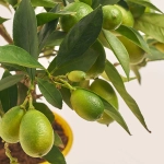 Зображення товару Цитрофортунелла Флорідана, артикул: 20633