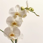 Зображення товару Фаленопсис 1ст. мікс, артикул: 18850