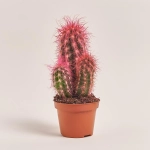 Зображення товару Кактус Рейнбов, артикул: 4578