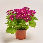 Зображення товару Перікаліс Венеція мікс, артикул: 4064