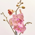 Зображення товару Фаленопсис та Кашпо Сет 346, артикул: 56292