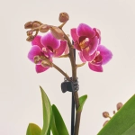 Зображення товару Фаленопсис міні 1ст. рожевий, артикул: 55895