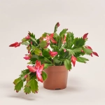 Зображення товару Шлюмбергера мікс, артикул: 41536