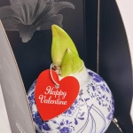 Зображення товару Амариліс Ротердам принт у воску в коробці, артикул: 55401