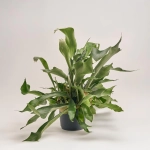 Зображення товару Платіцеріум Нідерландський, артикул: 53329