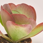 Зображення товару Каланхоє Турсіфлора, артикул: 53073