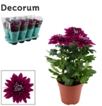 Зображення товару Хризантема Зембла Decorum, артикул: 46936