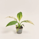 Зображення товару Спатифіллум Сенсація Варієгатний, артикул: 52080