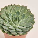 Зображення товару Сукулент мікс, артикул: 2084