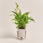 Зображення товару Спатифіллум Шопен в кер., артикул: 33153