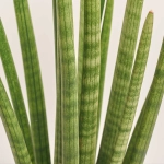 Зображення товару Сансевієрія Циліндріка, артикул: 52383