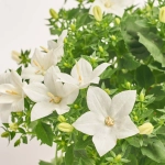 Зображення товару Кампанула Портеншлага біла, артикул: 56551