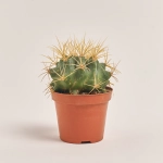 Зображення товару Кактус Бол мікс, артикул: 55000