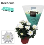 Зображення товару Хризантема Грандесса, артикул: 46689