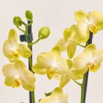 Зображення товару Фаленопсис 2ст. мікс, артикул: 25844