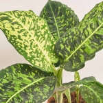 Зображення товару Дифенбахія Рефлектор, артикул: 55218