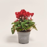 Зображення товару Цикламен Супер Каріно, артикул: 52986