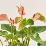 Зображення товару Антуріум Матата, артикул: 52589