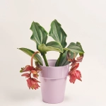 Зображення товару Медініла та Кашпо Сет 423, артикул: 51647