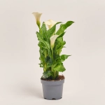 Зображення товару Зантедескія мікс, артикул: 21221