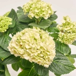 Зображення товару Гортензія мікс 5ст., артикул: 45074