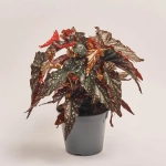 Зображення товару Бегонія Макулата Блек Форест, артикул: 55639