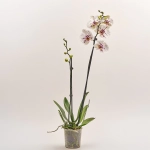 Зображення товару Фаленопсис 2ст. мікс, артикул: 18519