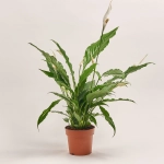 Зображення товару Спатифіллум Мімесіс Світ Чіко, артикул: 55451