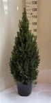 Зображення товару Ялина Коніка, артикул: 32009