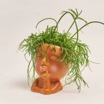 Зображення товару Рипсаліс мікс "Фейс", артикул: 55301