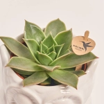 Зображення товару Сукулент мікс "Сова", артикул: 46244