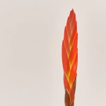 Зображення товару Врієзія Ера, артикул: 35379