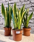 Зображення товару Сансевієрія Лауренті, артикул: 1395