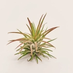 Зображення товару Тілландсія Іонанта, артикул: 52249