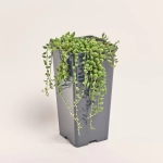 Зображення товару Сенеціо Геррейна, артикул: 52418