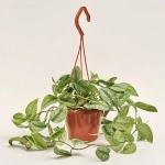 Зображення товару Сциндапсус Піктус Требі, артикул: 52504