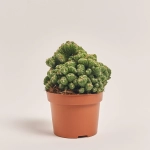 Зображення товару Кактус Бол мікс, артикул: 53324