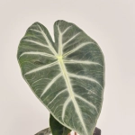 Зображення товару Алоказія Пінк Дракон, артикул: 54547