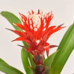 Зображення товару Гузманія Хоуп, артикул: 36743