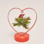Зображення товару Тілландсія "Лав Едішн" серце, артикул: 55584