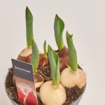 Зображення товару Тюльпан Інтенс, артикул: 55450