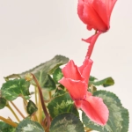 Зображення товару Цикламен Хеліос Кьорлі, артикул: 23624