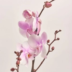 Зображення товару Фаленопсис 1ст. мікс, артикул: 18850