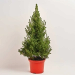 Зображення товару Ялина Десембер, артикул: 53882