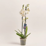 Зображення товару Фаленопсис 3ст. мікс, артикул: 1316