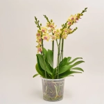 Зображення товару Фаленопсис "Дуетто Спанкі" 4ст., артикул: 52759