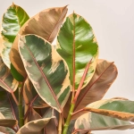 Зображення товару Фікус ел Белізе та Кашпо Сет 507, артикул: 53340